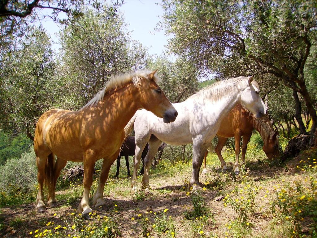 Fattoria Gambaro Di Petrognano Villa กอลโลดี ภายนอก รูปภาพ